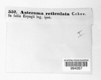 Asteroma reticulata image